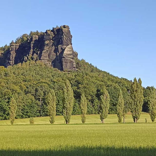 Pappelallee am Lilienstein