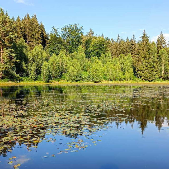 Am Taubenteich südlich von Cunnersdorf nahe der tschechischen Grenze