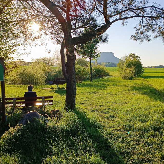Wanderweg in Gohrisch am Biotop mit Blick zum Lilienstein